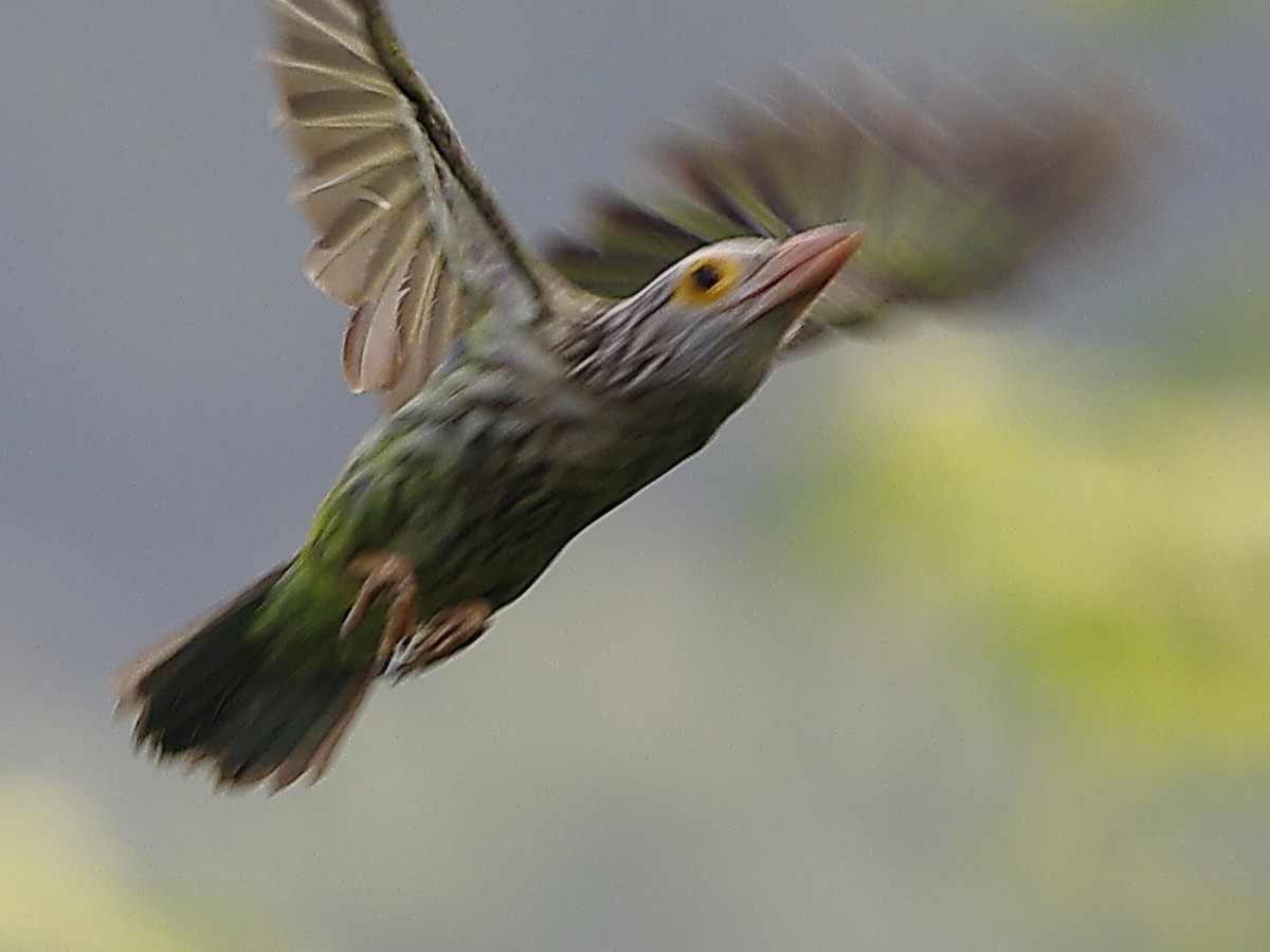 Lineated Barbet - ML643701114
