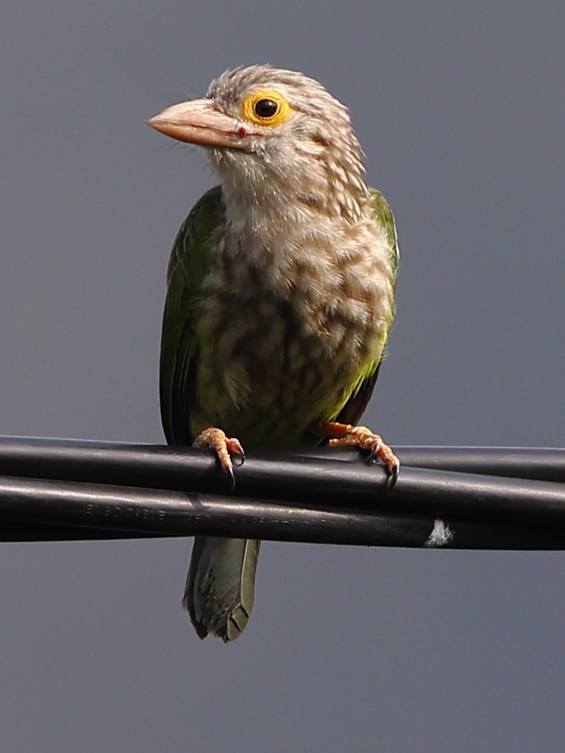 Lineated Barbet - ML643701115