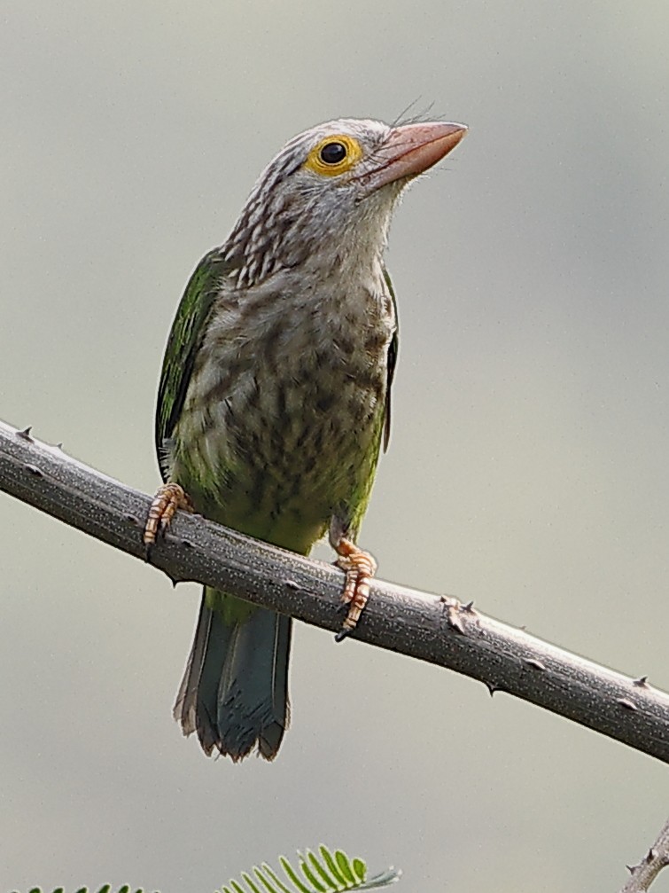 Lineated Barbet - ML643701116
