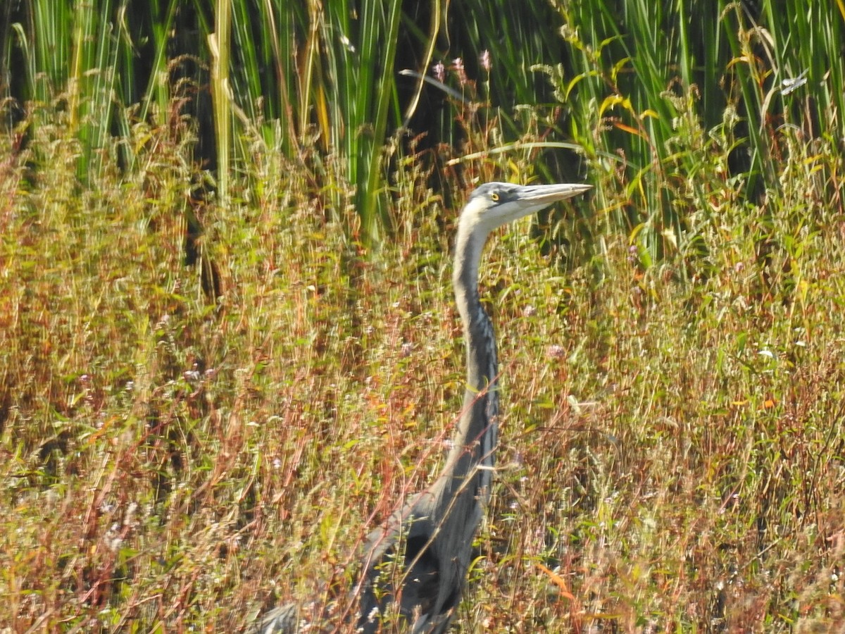Great Blue Heron - ML643701122
