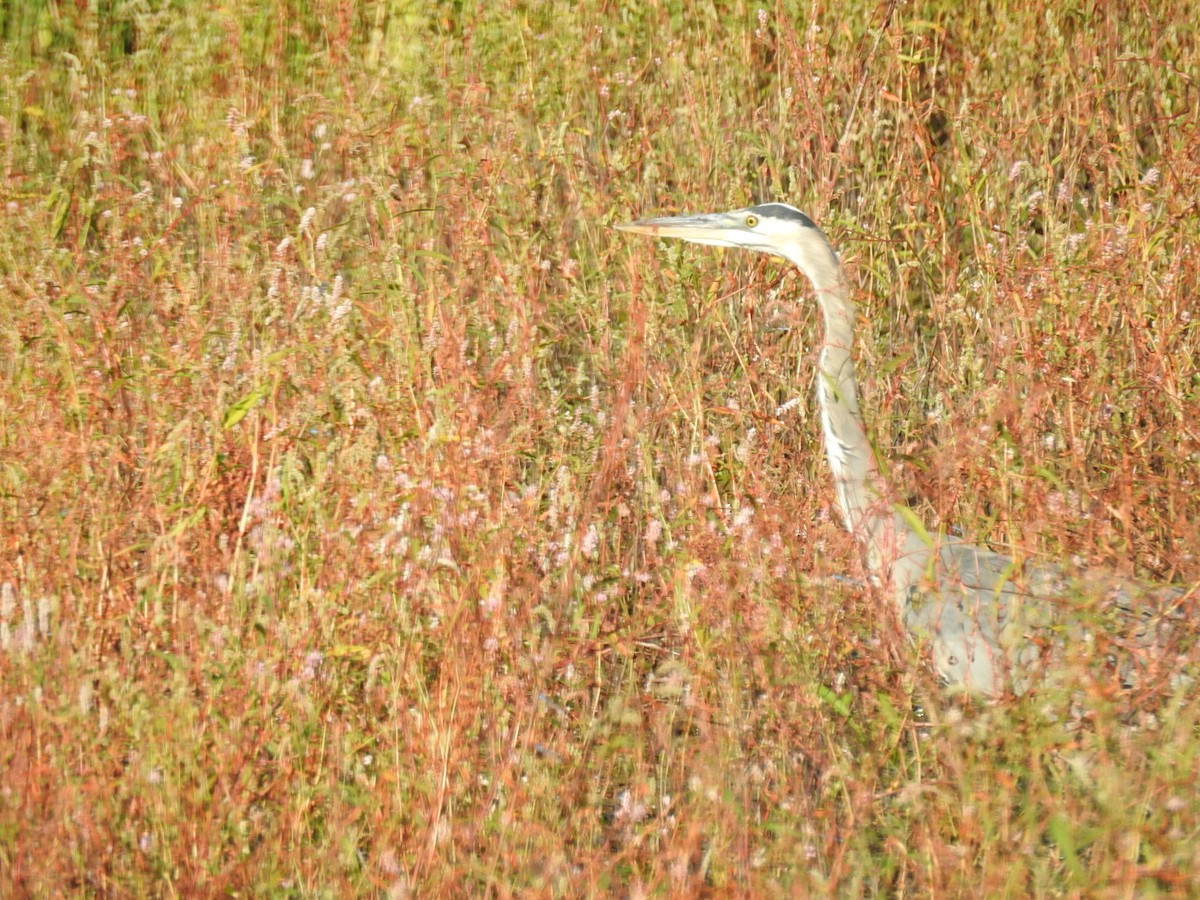 Great Blue Heron - ML643701136