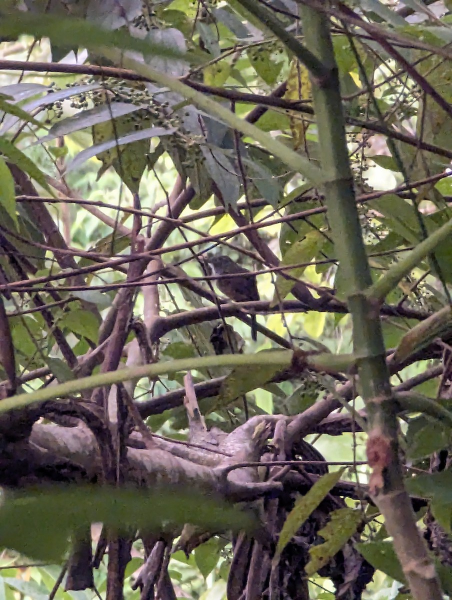 Dusky Antbird - ML643701157