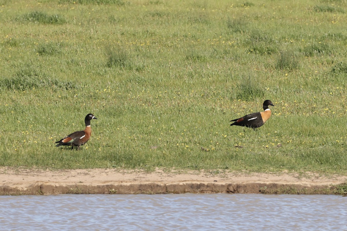 Australian Shelduck - ML643701166