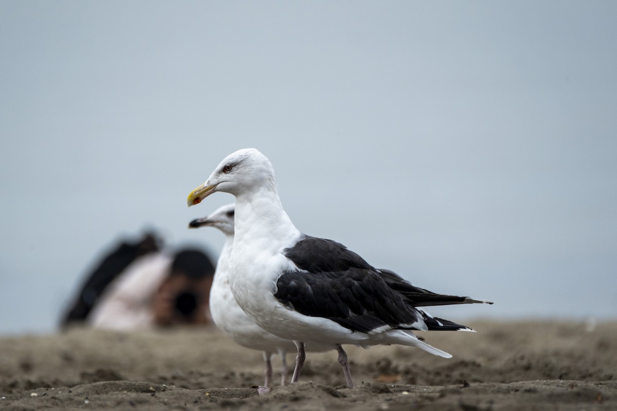 Great Black-backed Gull - ML643701169