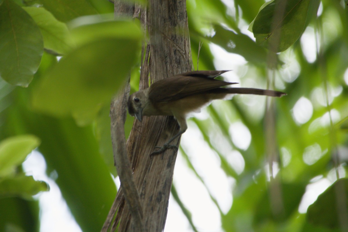 Little Shrikethrush (Arafura) - ML643701194