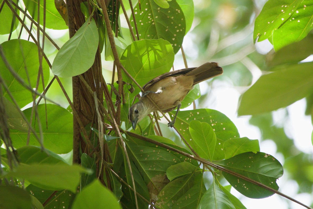 Little Shrikethrush (Arafura) - ML643701196