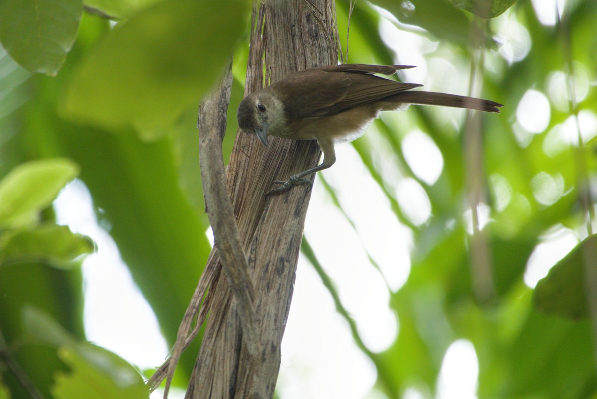 Little Shrikethrush (Arafura) - ML643701198