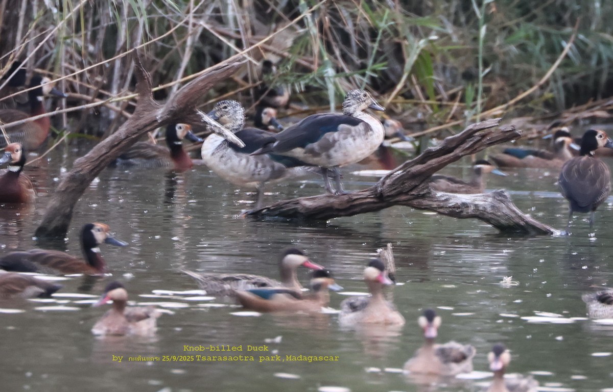 Knob-billed Duck - ML643701213