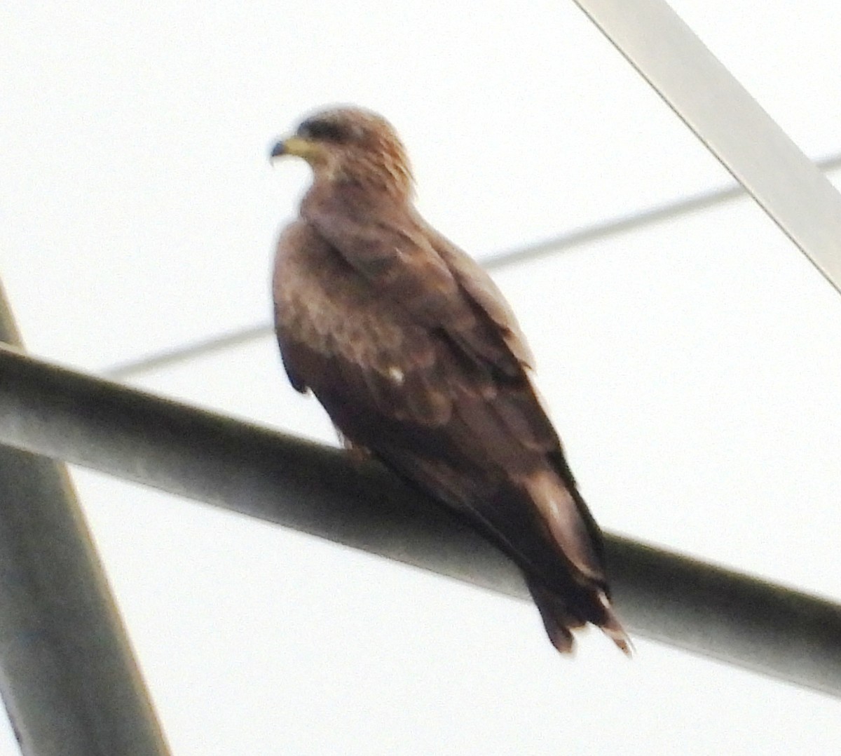 svartglente - ML643701231