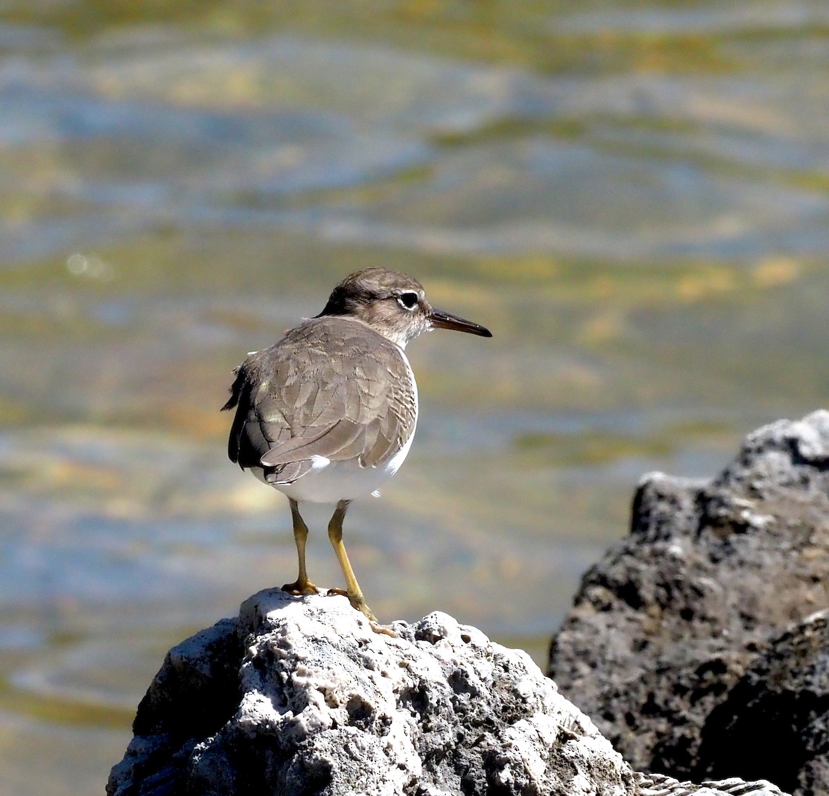 flekksnipe - ML643701241