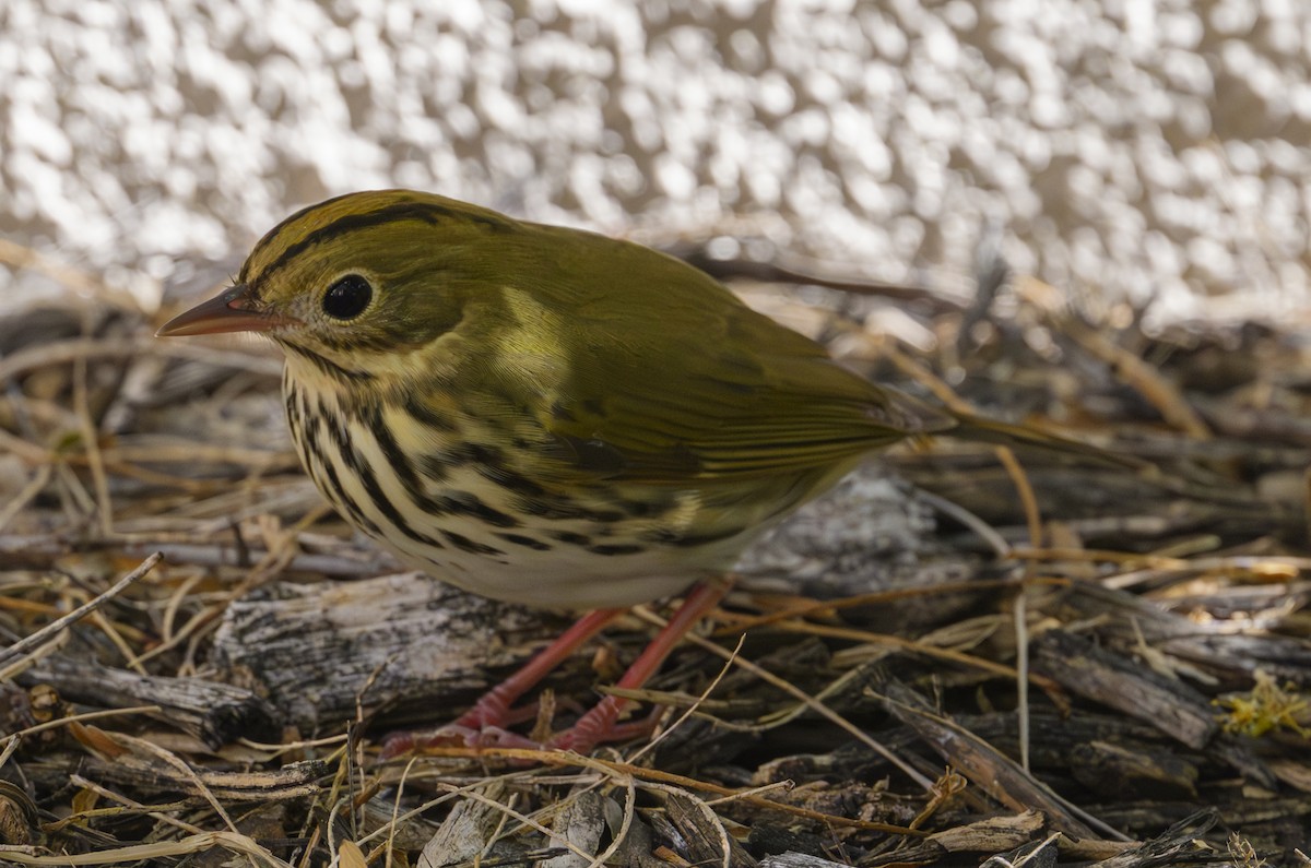 lesňáček zlatohlavý - ML643701266