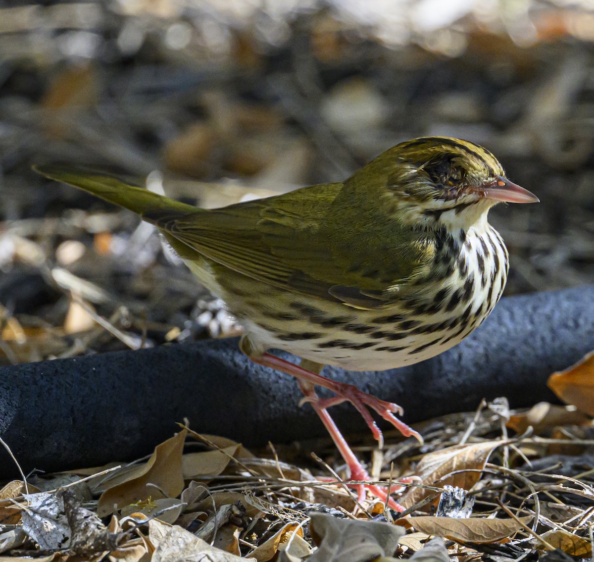 lesňáček zlatohlavý - ML643701267