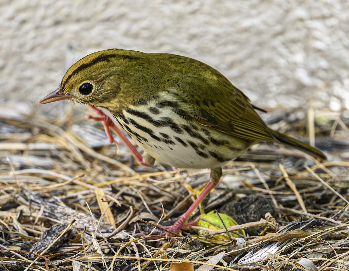 lesňáček zlatohlavý - ML643701268