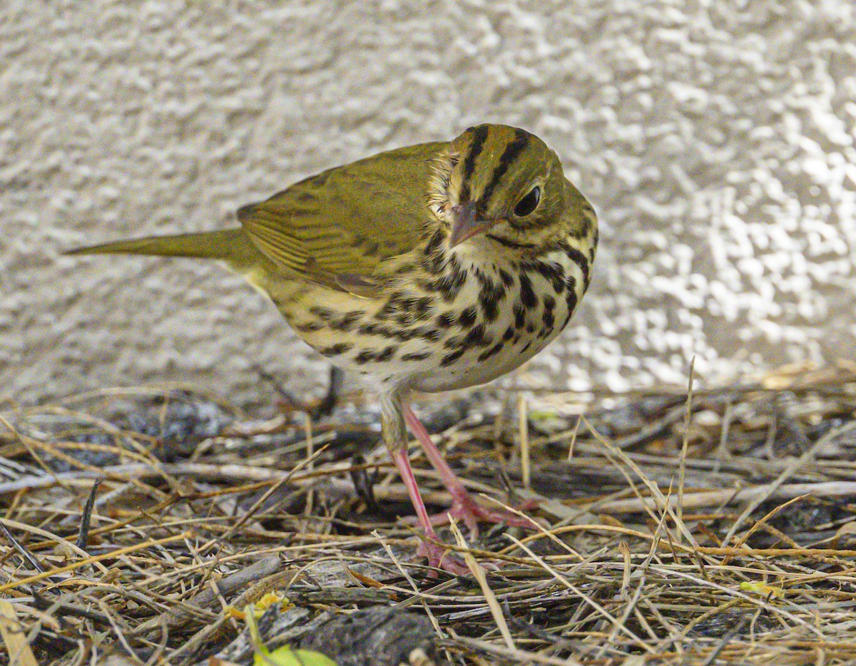 lesňáček zlatohlavý - ML643701269