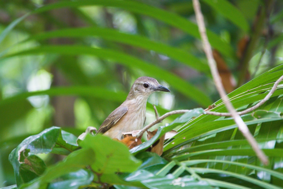 Little Shrikethrush (Arafura) - ML643701274
