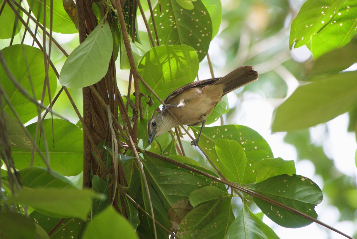 Little Shrikethrush (Arafura) - ML643701276