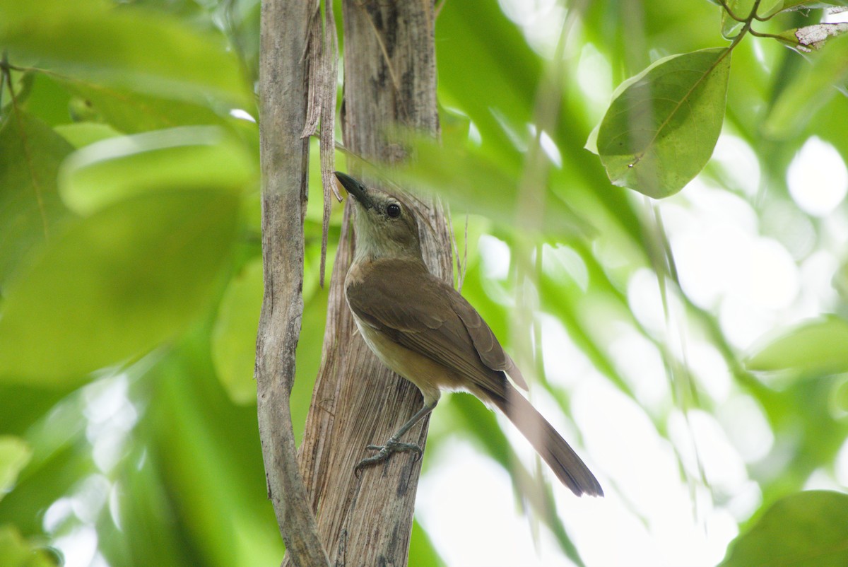 Little Shrikethrush (Arafura) - ML643701280