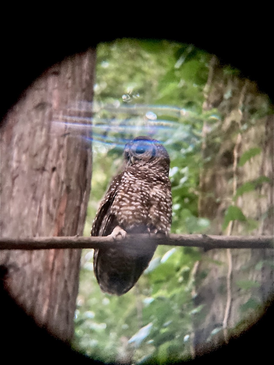 ニシアメリカフクロウ - ML643701282