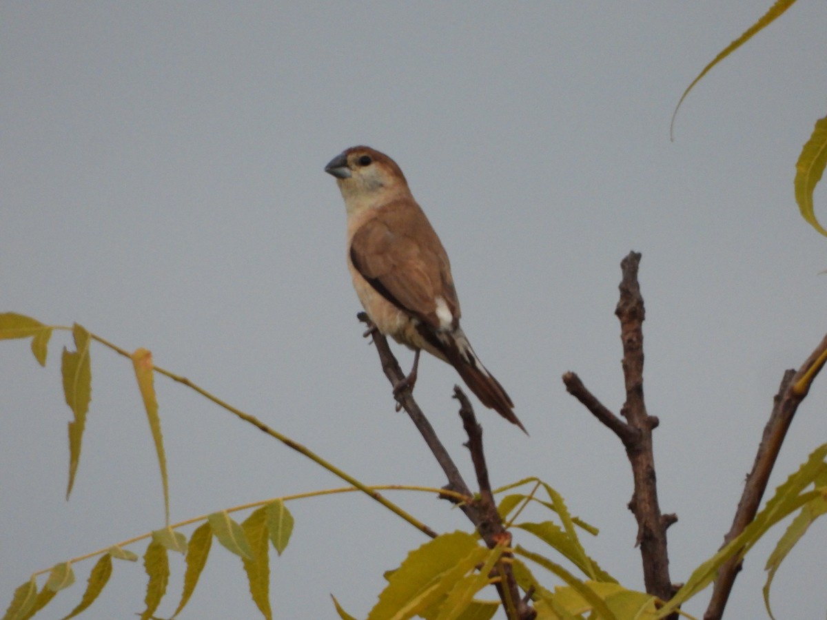 indiasølvnebb - ML643701290