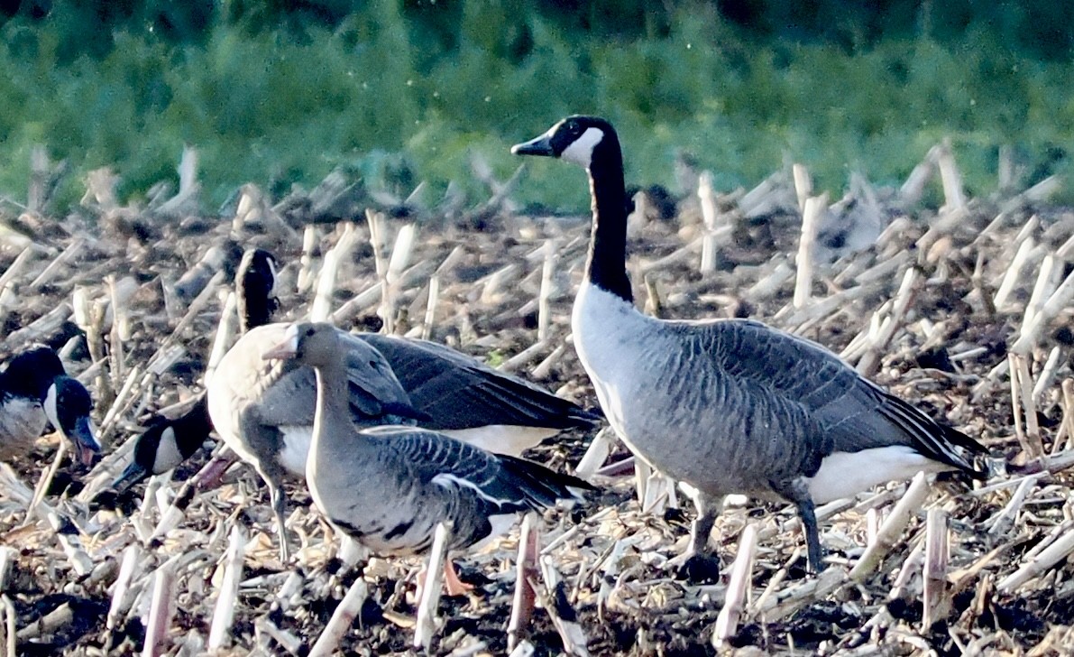 Oca lombardella - ML643701296