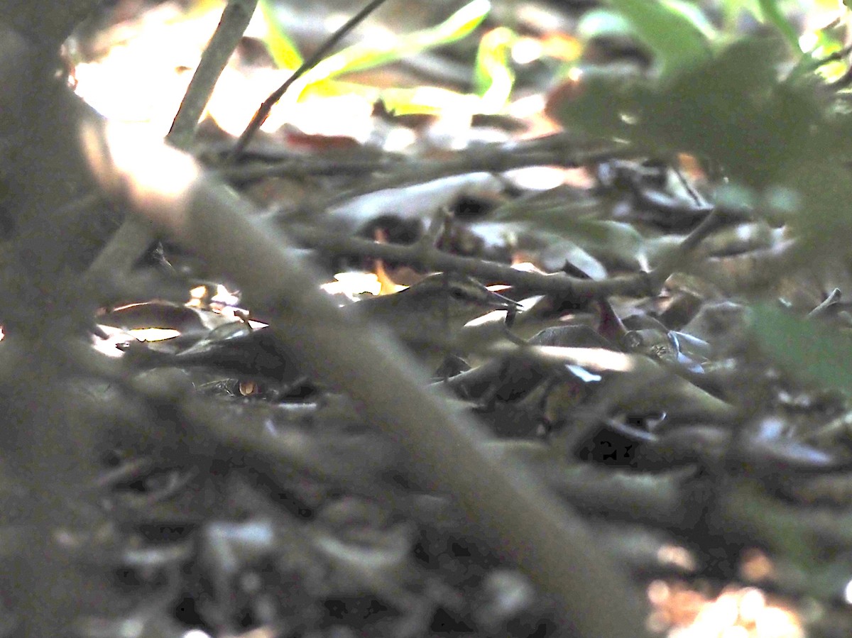 Swainson's Warbler - ML643701297