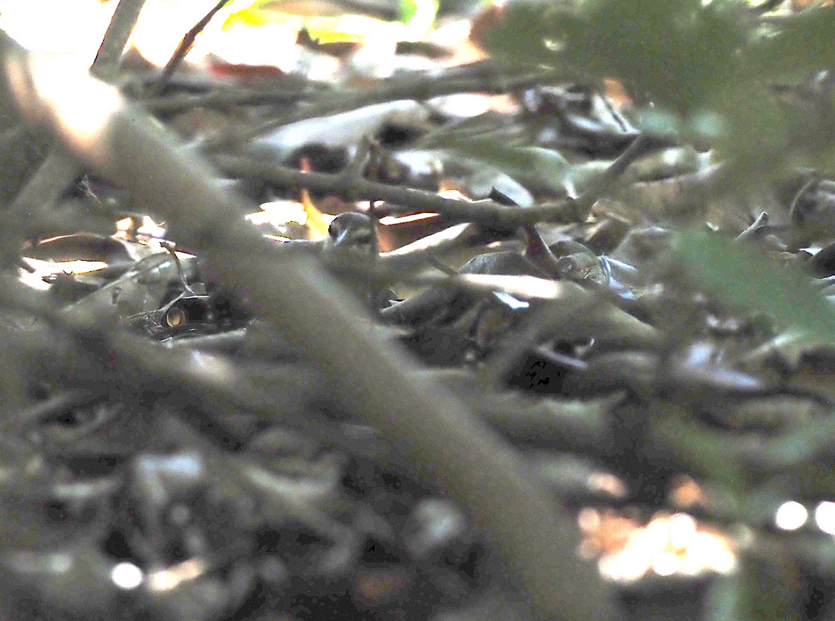 Swainson's Warbler - ML643701299