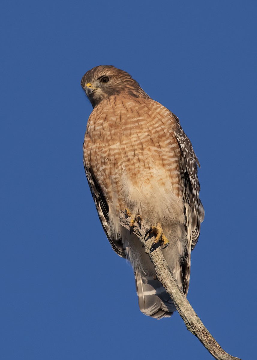 Red-shouldered Hawk - ML643701305