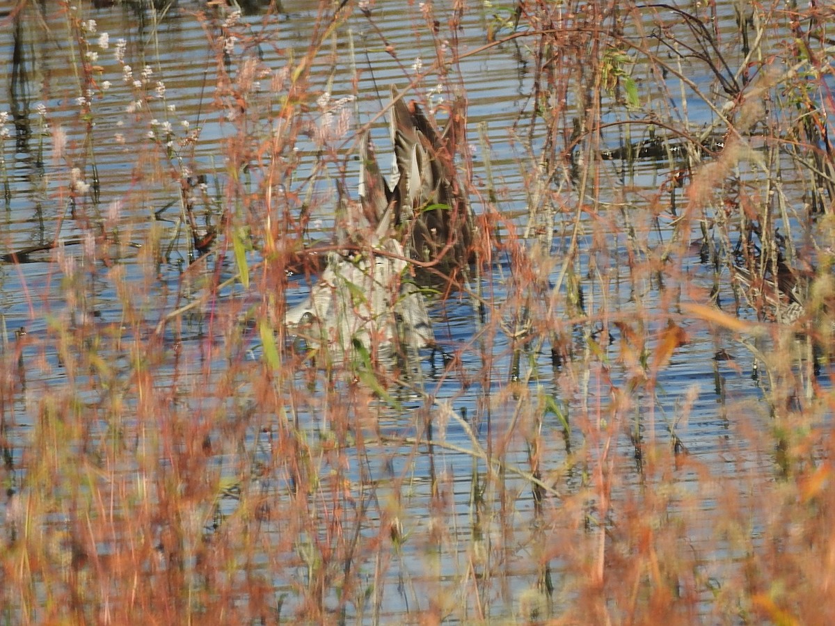 Northern Pintail - ML643701314