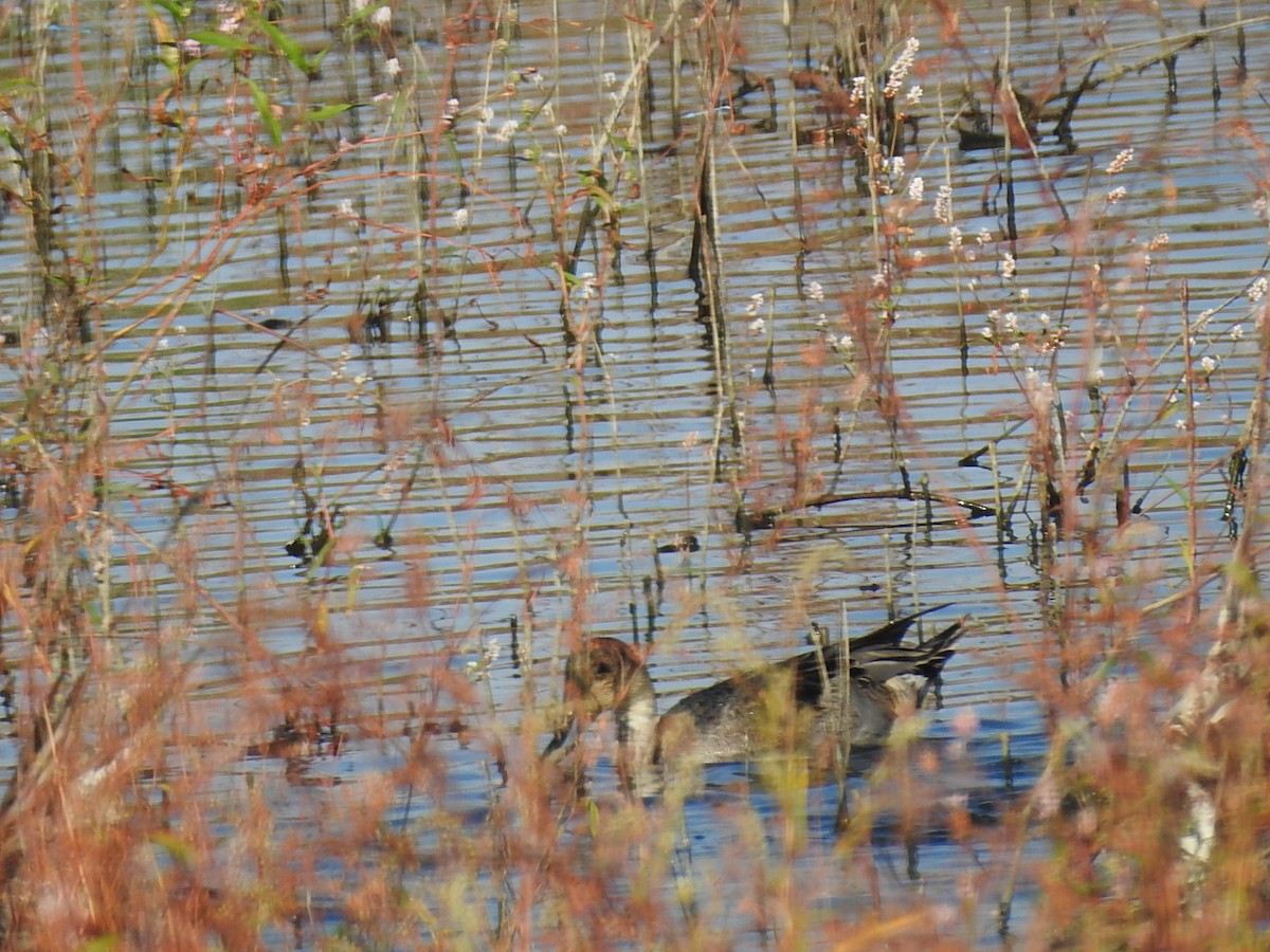 Northern Pintail - ML643701318