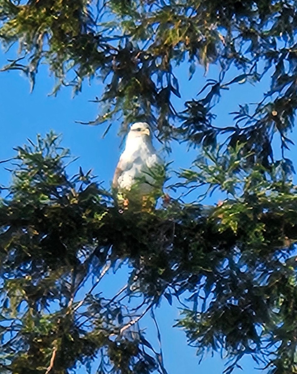 Ferruginous Hawk - ML643701326