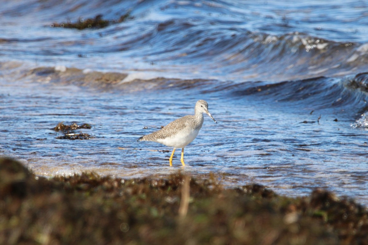 ביצנית עקודה - ML643701332