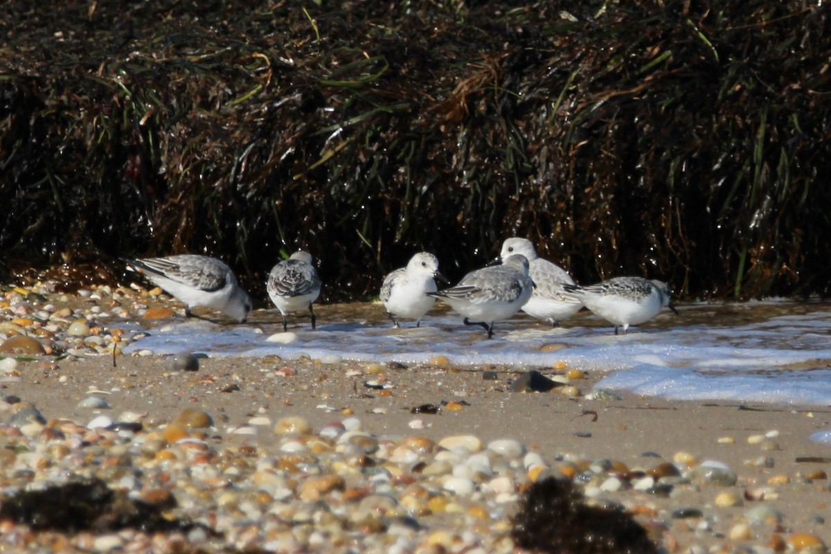 חופית לבנה - ML643701333