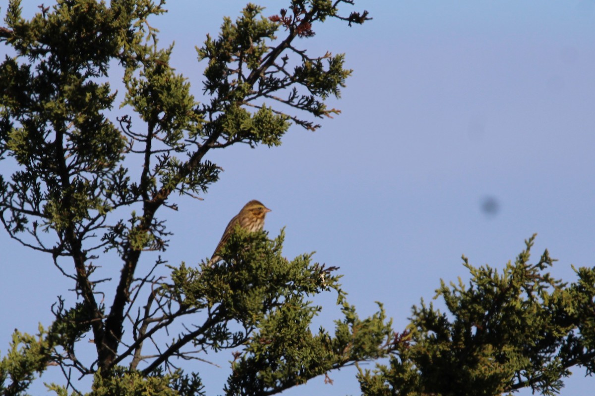גיבתונית ערבות - ML643701339