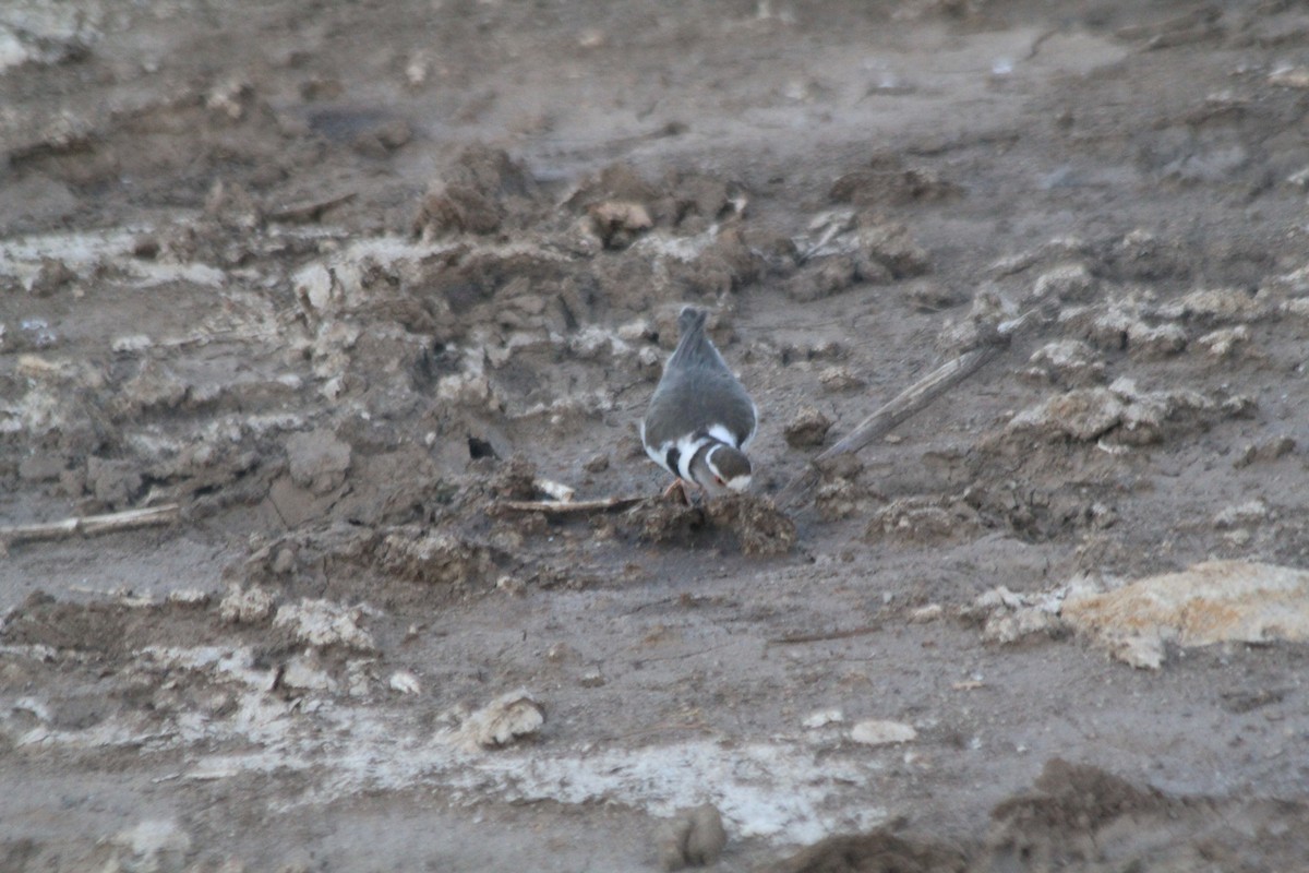 Takkeli Cılıbıt - ML643701341