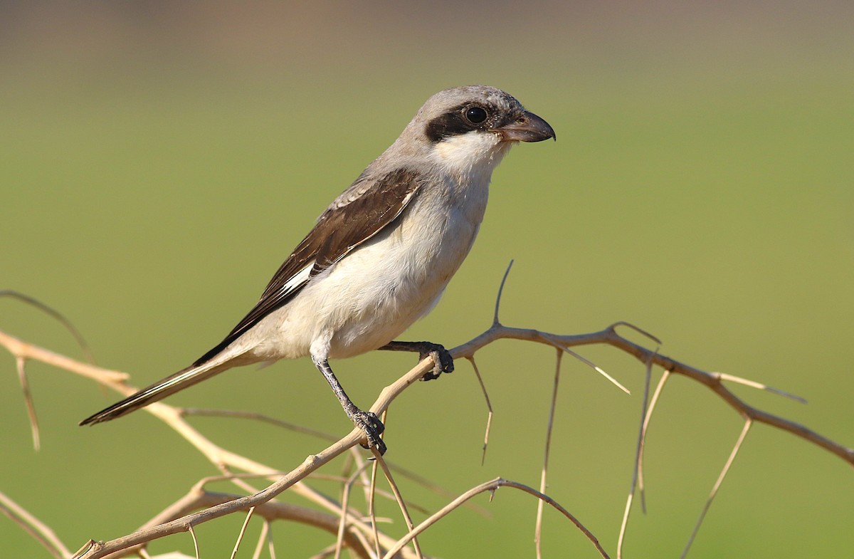 Antzandobi txikia - ML643701380