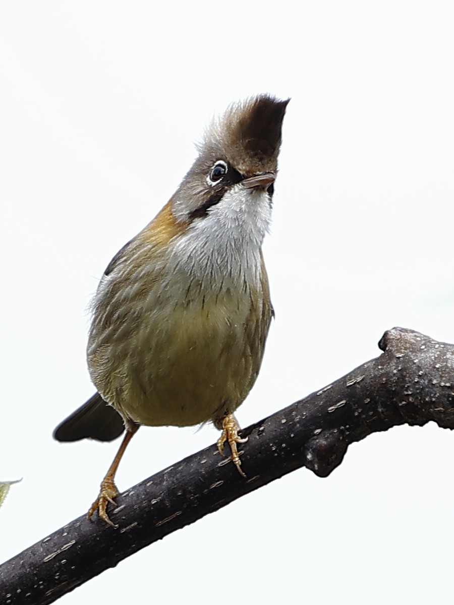 Whiskered Yuhina - ML643701385