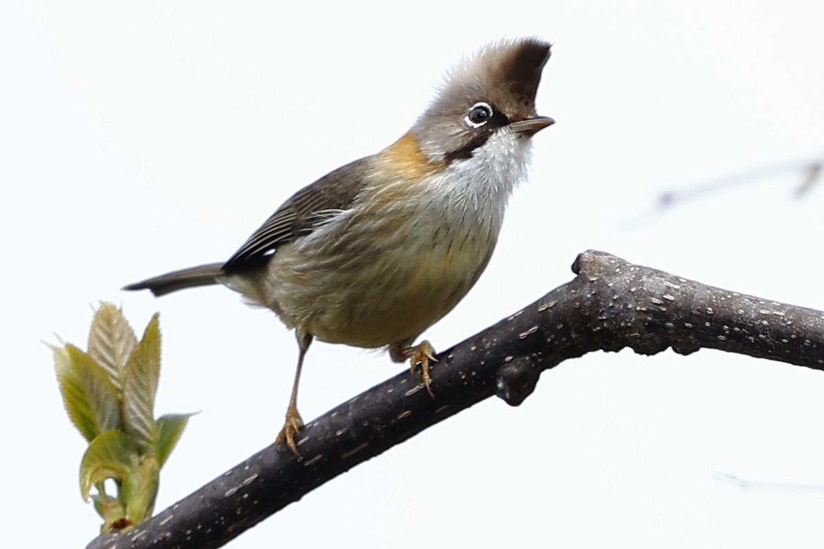 Whiskered Yuhina - ML643701386