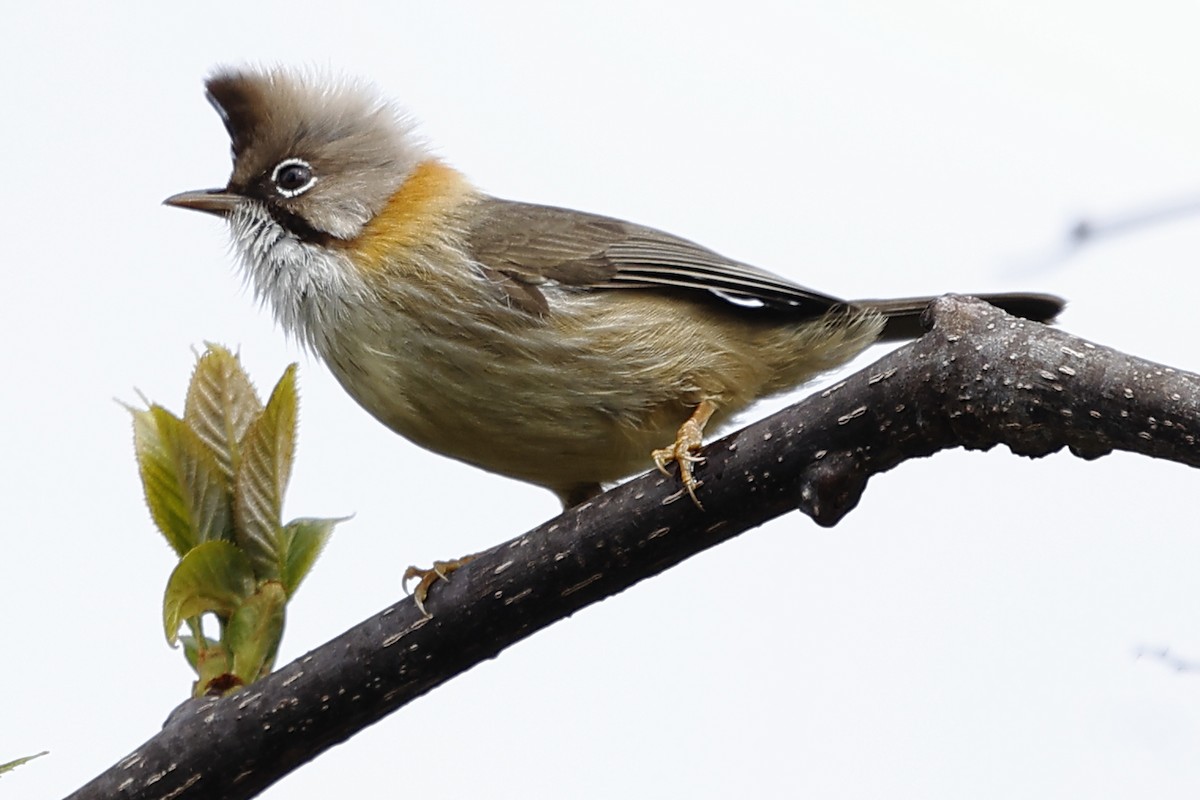 Whiskered Yuhina - ML643701387