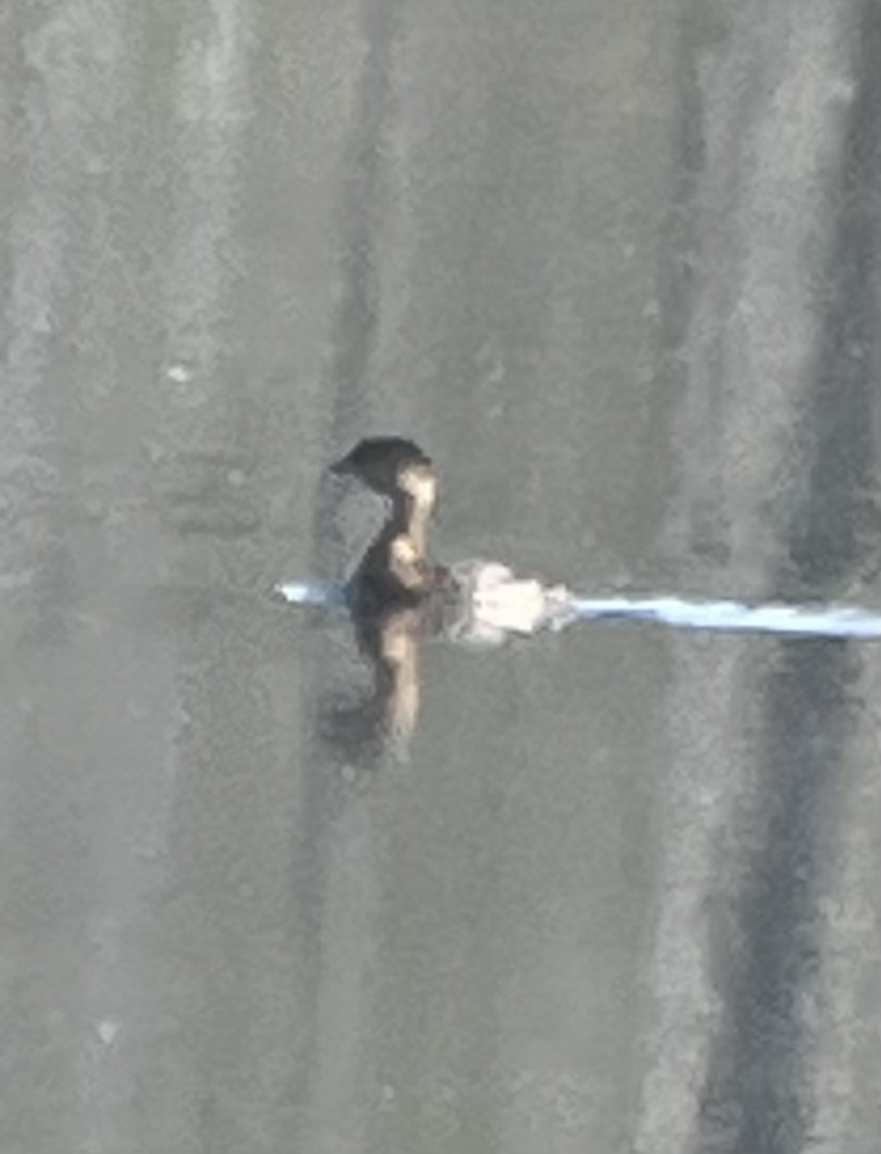 Pied-billed Grebe - ML643701423