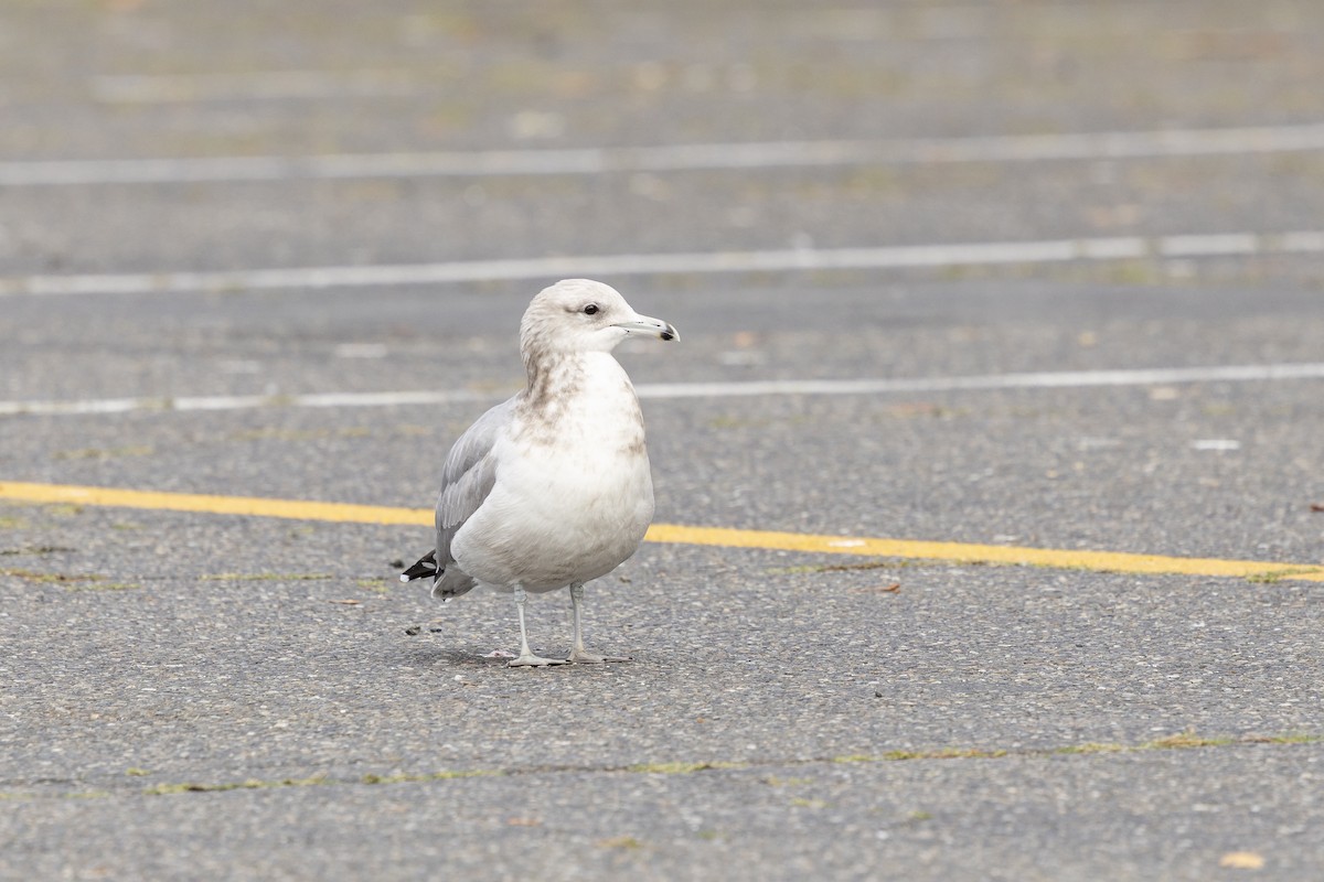 California Gull - ML643701434