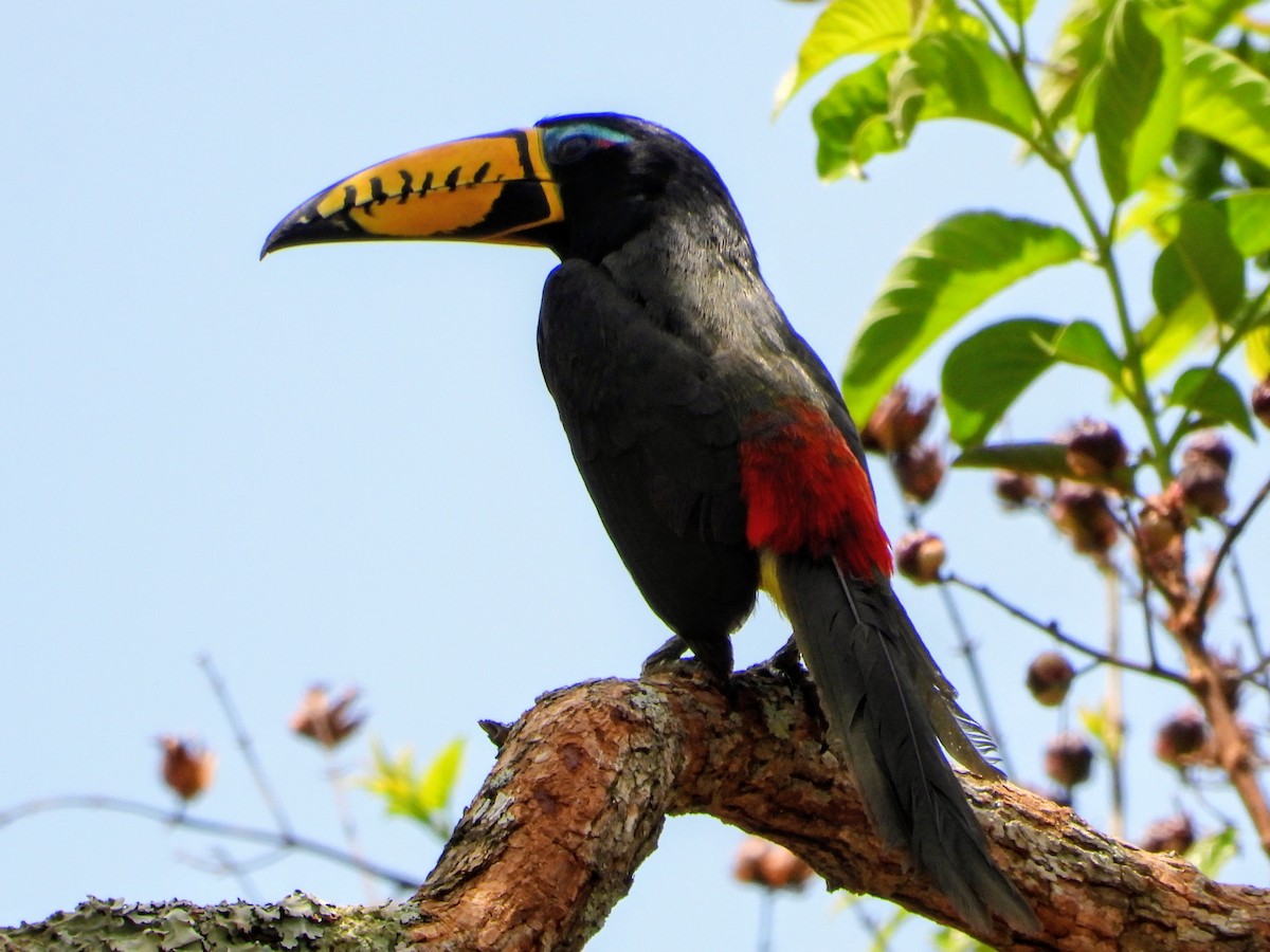 Lettered Aracari - ML643701478