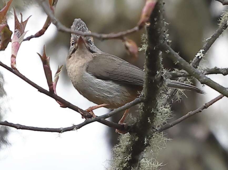 Yuhina à ventre roux - ML643701482