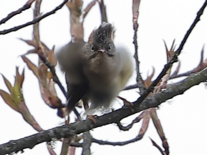 Yuhina à ventre roux - ML643701483