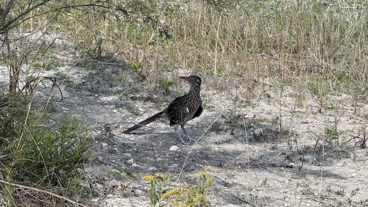 Grand Géocoucou - ML643701525