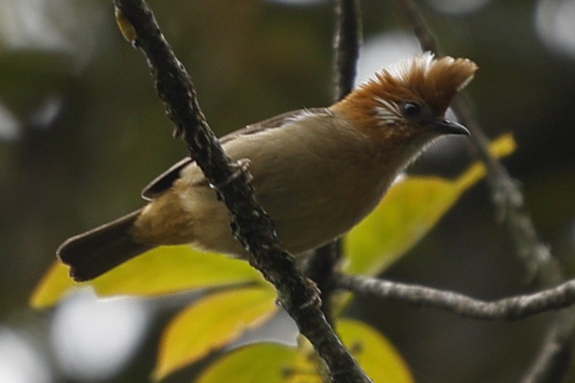 Yuhina à ventre roux - ML643701527