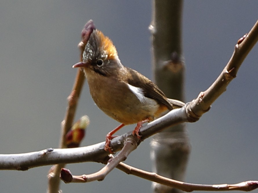 Yuhina à ventre roux - ML643701528