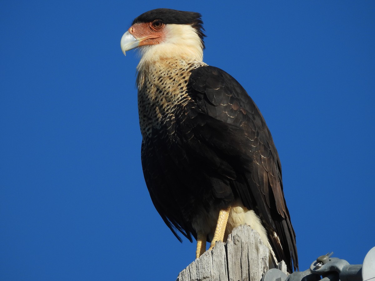 Caracara huppé - ML643701533