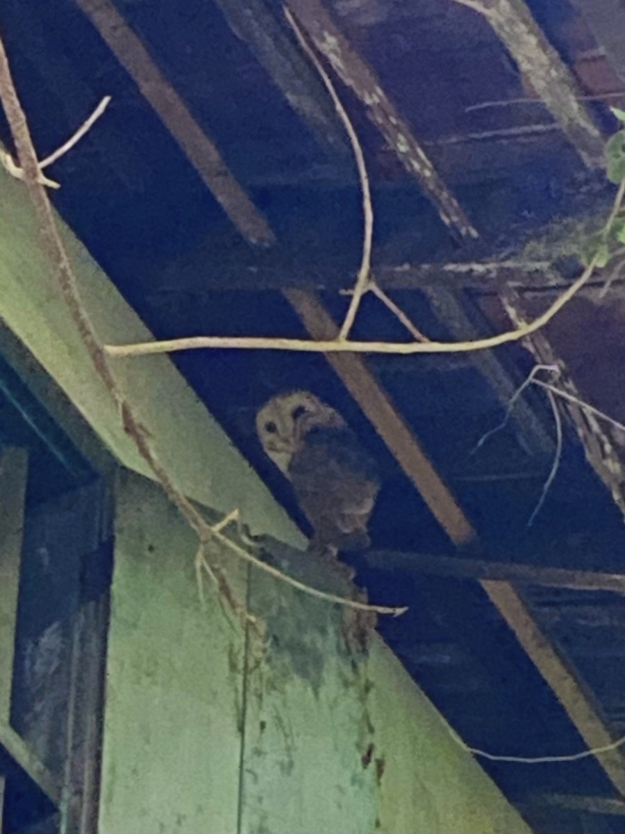 Eastern Barn Owl - ML643701567