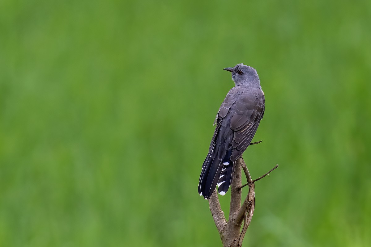 Plaintive Cuckoo - ML643701592
