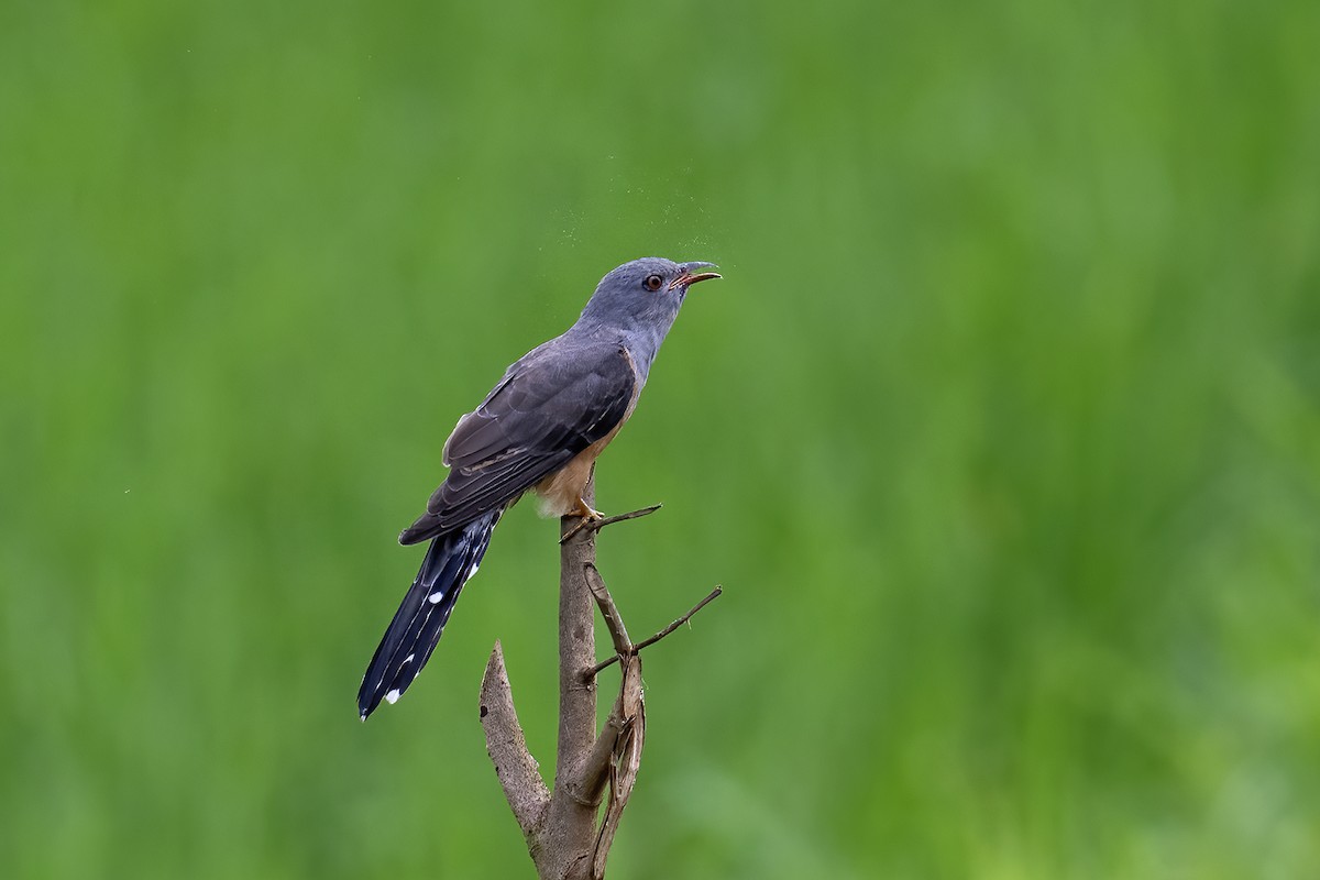 Plaintive Cuckoo - ML643701594